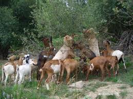 las chivas de abraham