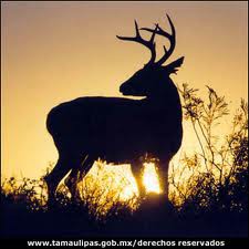 venado en el atardecer