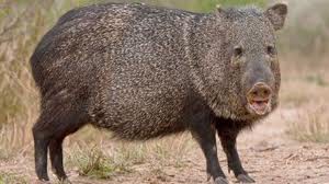 a veses tambien se aprovecha la caza de jabalies debido a que existen muchos en este rancho