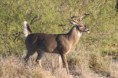 /album/fotogaleria/venado-jpg/