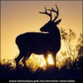 /album/fotogaleria/venadon-jpg/