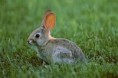 /album/fotogaleria/conejio-jpg/